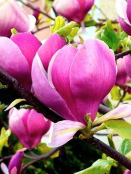 Magnolia Soulange`a Lennei